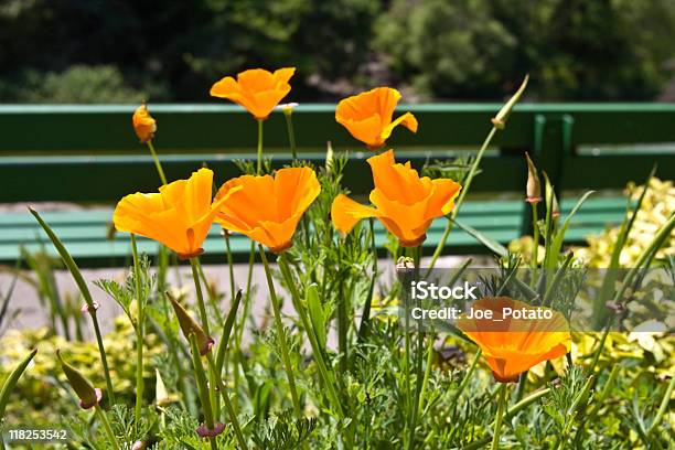 Golden Papaveráceas - Fotografias de stock e mais imagens de Ao Ar Livre - Ao Ar Livre, Banco - Assento, Banco de Parque