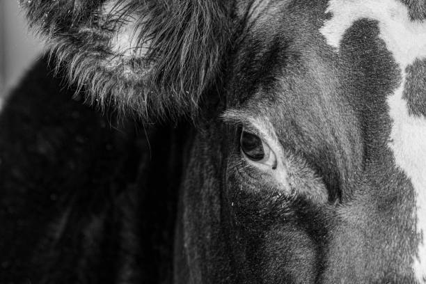 Monochrome close up of the right eye and ear of a trimmed crossbred show calf with negative space to the left.