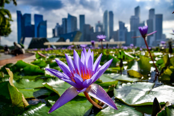 lily pad flower in pond with skyline of singapore in background - single flower macro lotus close up imagens e fotografias de stock