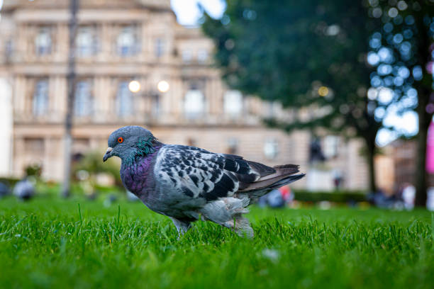 istock Dove with gazing , intense eye 1182535853