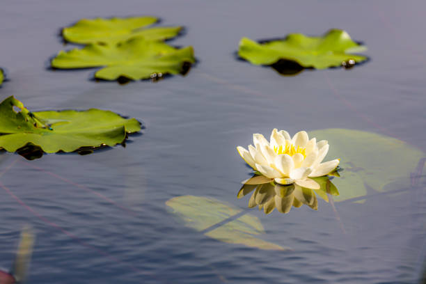 istock Portrait of a waterlily 1182536631