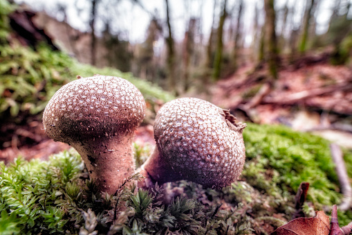 Mushroom puffballs wide angle macro shoot
