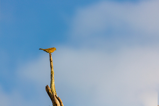 Yellow-hammer sitting on a tree trunk top against a vibrant blue sky