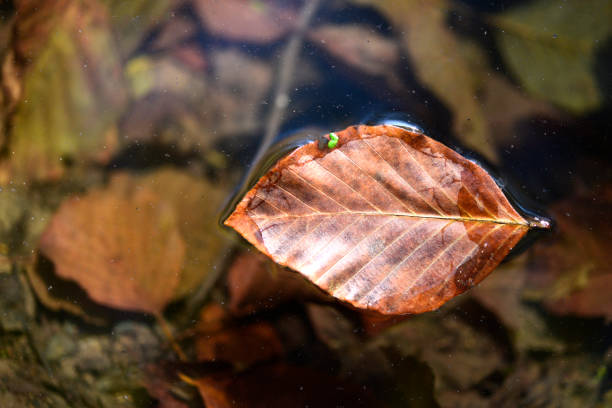 autumn leaves on lake