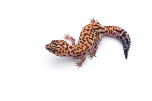 istock African fat tail gecko isolated on white background 1182537802