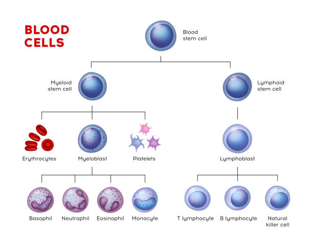 illustrations, cliparts, dessins animés et icônes de types de vecteurs de cellules sanguines. érythrocytes, éosinophiles, neutrophiles, plaquelétes, leucocytes, lymphocytes, monocytes, basophiles, etc. graphique éducatif - blood blood cell cell human cell