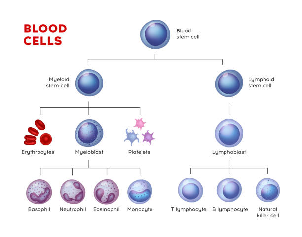 wektorowe typy komórek krwi. erytrocyty, eozynofil, neutrofile, płytki krwi, leukocyty, limfocyty, monocyty, bazofilowe itp. wykres edukacyjny - wbc stock illustrations