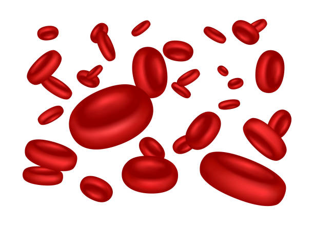 Vector illustration of flowing erythrocytes (red blood cells) on white background Vector illustration of flowing erythrocytes (red blood cells) on white background red blood cell stock illustrations