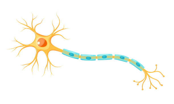 illustrazioni stock, clip art, cartoni animati e icone di tendenza di illustrazione dell'anatomia neuronale. infografica vettoriale (assone delle cellule nervose e criena mielina) - axon