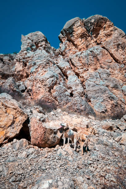 istock Dogs camouflaged on the reef 1182537922