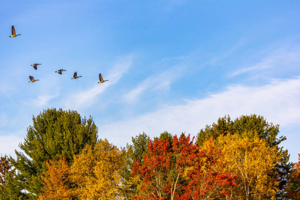 istock Canada geese in flight on an autumn background 1182538031