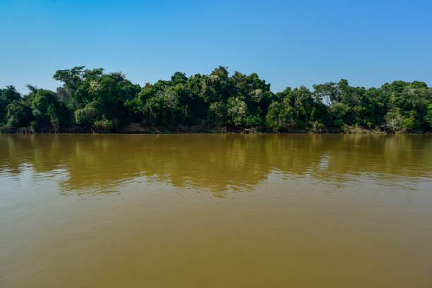 istock Jungle landescape 1182540935