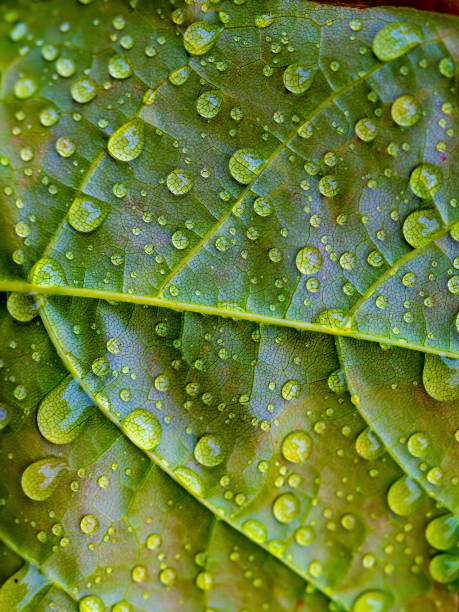istock Drops on the green leaf extreme closeup 1182540944