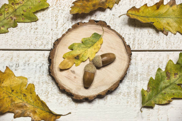 istock Autumn composition with acorns and leaves 1182542166