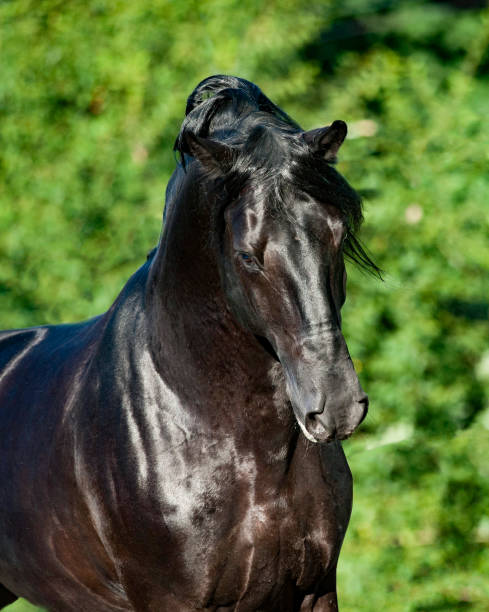 istock Beautiful black purebred stallion 1182542998
