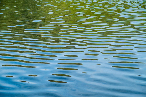 istock Lake Tikitapu (Blue Lake) in Rotorua 1182543767