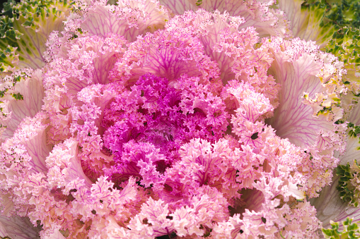 Ornamental kale, shades of purple, pink and white, a close-up. The beauty of late autumn.