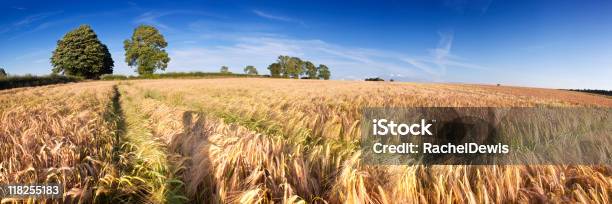 Photo libre de droit de Lagriculture banque d'images et plus d'images libres de droit de Agriculture - Agriculture, Angleterre, Arbre