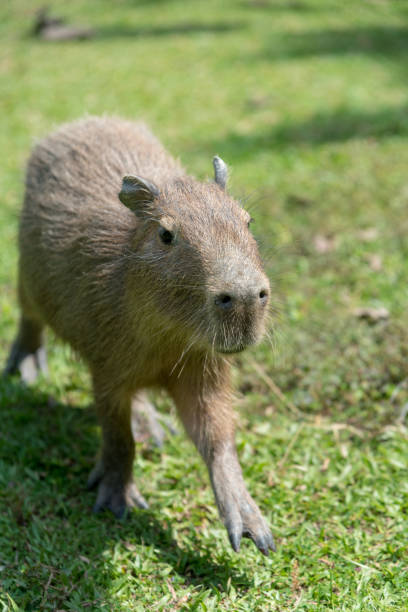 istock Chiguiro a large rodent, common in South America. 1182552001
