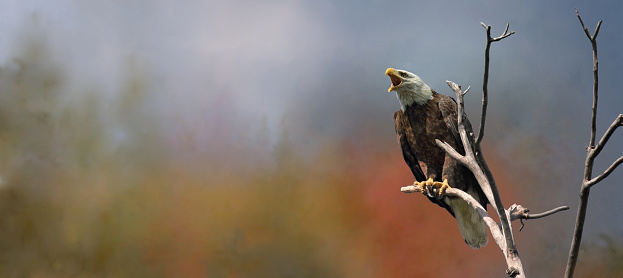 eagle in nature during autumn
