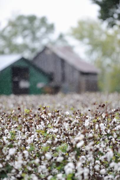 istock Cotton farm with barn in background 1182553912