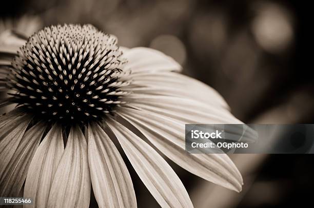 Echinacea Purpurea Foto de stock y más banco de imágenes de Belleza de la naturaleza - Belleza de la naturaleza, Cabeza de flor, Color - Tipo de imagen