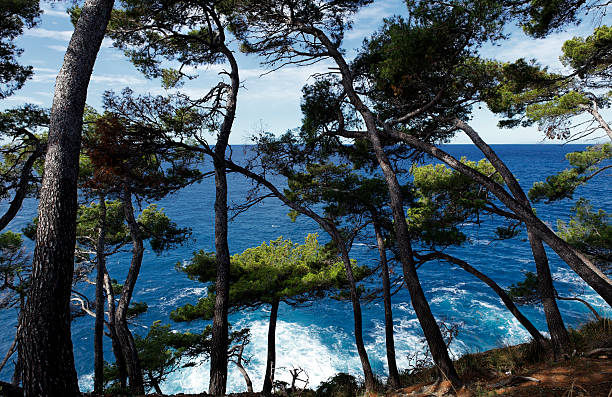Maritime Pine  portofino photos stock pictures, royalty-free photos & images