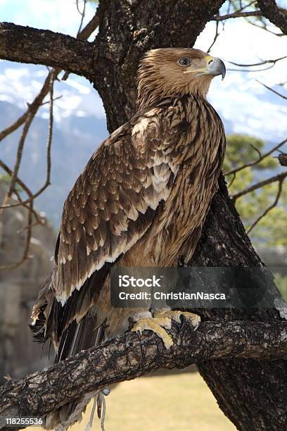 Photo libre de droit de Golden Eagle Série banque d'images et plus d'images libres de droit de Aigle - Aigle, Aigle royal, Animaux à l'état sauvage