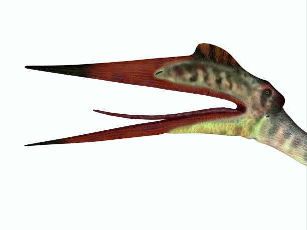 istock Quetzalcoatlus Reptile Head 1182556133