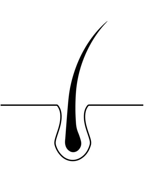 istock Hair skin Icon. Hair symbol vector EPS 10. 1182556277