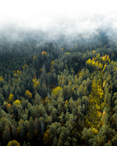istock fog in autumn season forest 1182557072