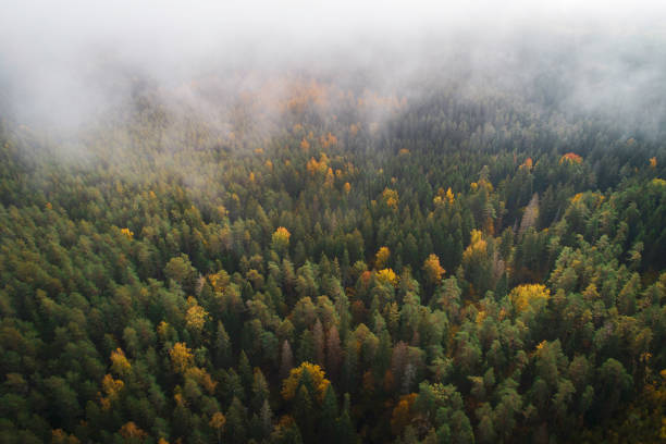 istock fog in autumn season forest 1182557248