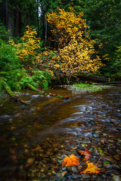 istock Autumn at a Small Creek with Maple Leaves 1182557929