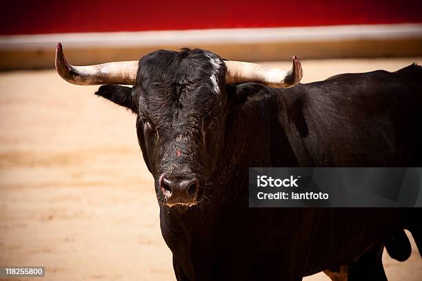 Bull In Der Bullring Stockfoto und mehr Bilder von Stierkampf - Stierkampf, Bulle - Männliches Tier, Pamplona