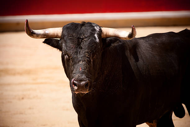 A black bull with horns standing in the ring Bull in the bullring of Pamplona, San Fermin. bull animal stock pictures, royalty-free photos & images