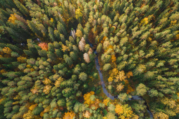 istock Aerial view of thick forest in autumn with river cutting through. 1182558049