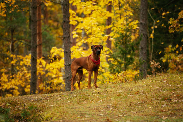 istock Weimaraner dog in colourful autumn forest. 1182558067