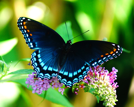 Flying butterfly over flowers. Drinking nectar. Searching for foodLittle dove resting on a branch