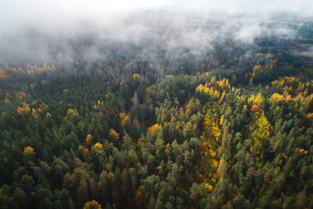 istock fog in autumn season forest 1182558269