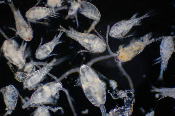 copepod (zooplankton) ist eine gruppe kleiner krebstiere, die im meeres- und süßwasserlebensraum gefunden werden. - plankton stock-fotos und bilder