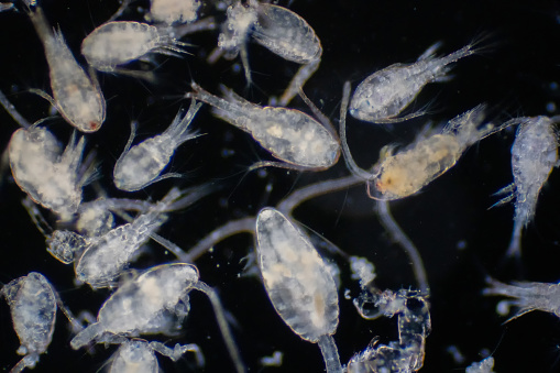 Copepod (Zooplankton) are a group of small crustaceans found in the marine and freshwater habitat.