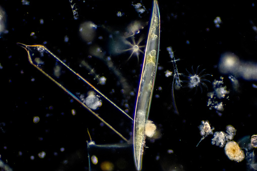 Diatoms are photosynthesising algae, they have a siliceous skeleton and are found in almost every aquatic environment including fresh and marine waters.