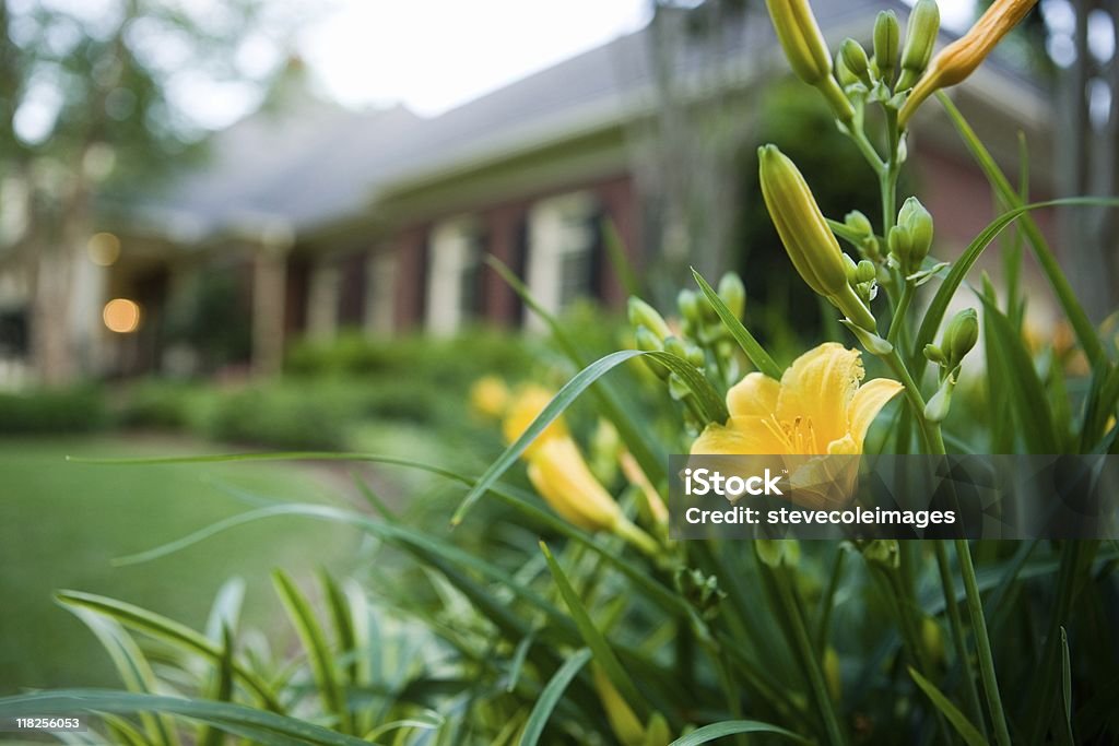 Day Lillies in Bloom Exterior of house with landscape. Horizontal shot. Color Image Stock Photo