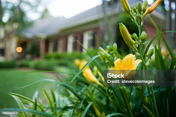 Day Lillies In Bloom Stock Photo - Download Image Now - Color Image, Flower, Grass