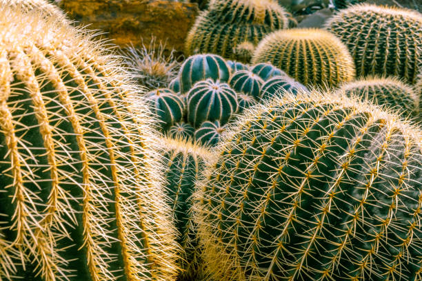 istock Beautiful arrangement of large cactuses - Desert Hedgehogs 1182561766