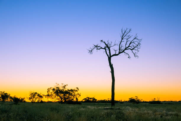 istock Bare tree in the desert at sunset with copy space 1182561807
