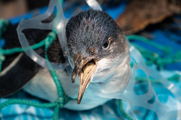 inquinamento marino da plastica e concetto di conservazione della natura - pinguino intrappolato nella rete di plastica - fish sand beach horizontal foto e immagini stock