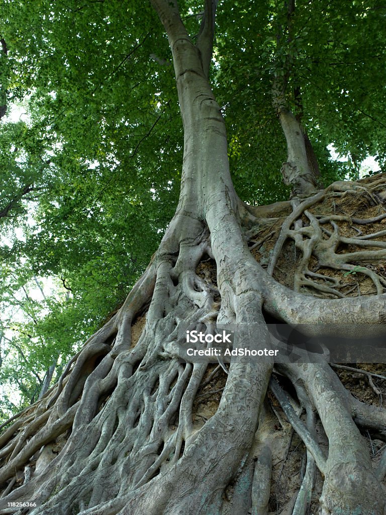 Дерево Roots - Стоковые фото Происхождение роялти-фри