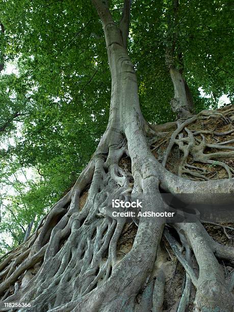 Дерево Roots — стоковые фотографии и другие картинки Происхождение - Происхождение, Прямо под, Абстрактный
