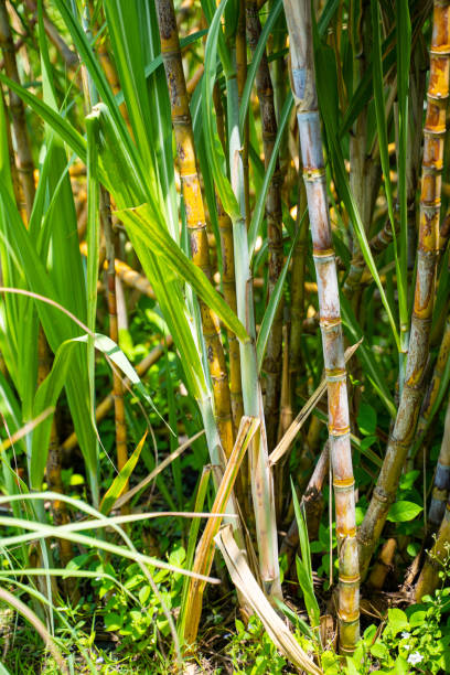 istock fresh sugarcane from garden 1182565476